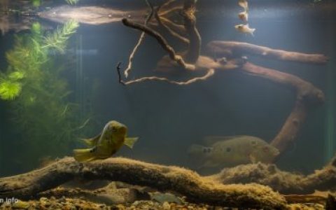 危地马拉埃斯昆特拉阿奇瓜特河某处原生缸造景 19年第125名