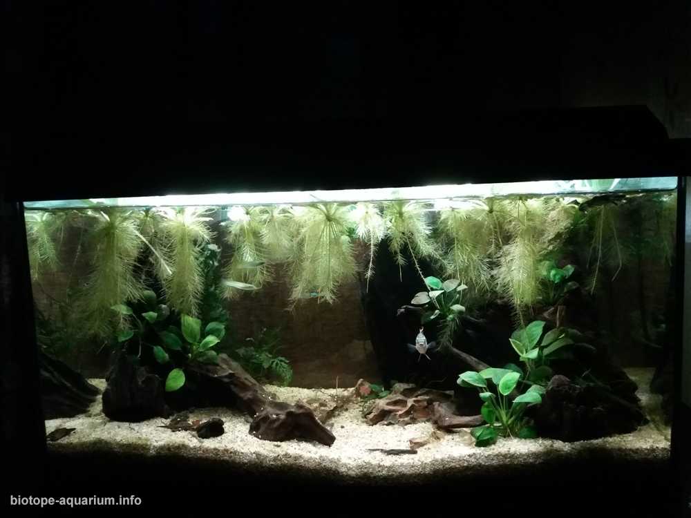 西非喀麦隆森林池塘原生缸造景 19年126名