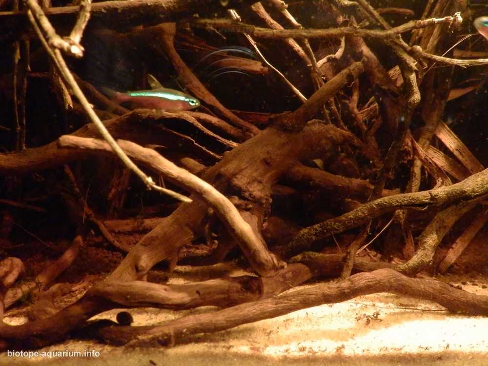 巴西阿克里州Xinane 溪流原生缸造景 19年129名