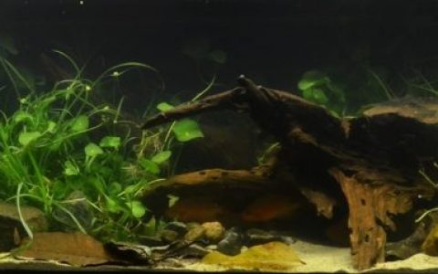 菲律宾巴坦加斯省塔阿尔湖近湾区的浅水域原生缸造景 19年第131名