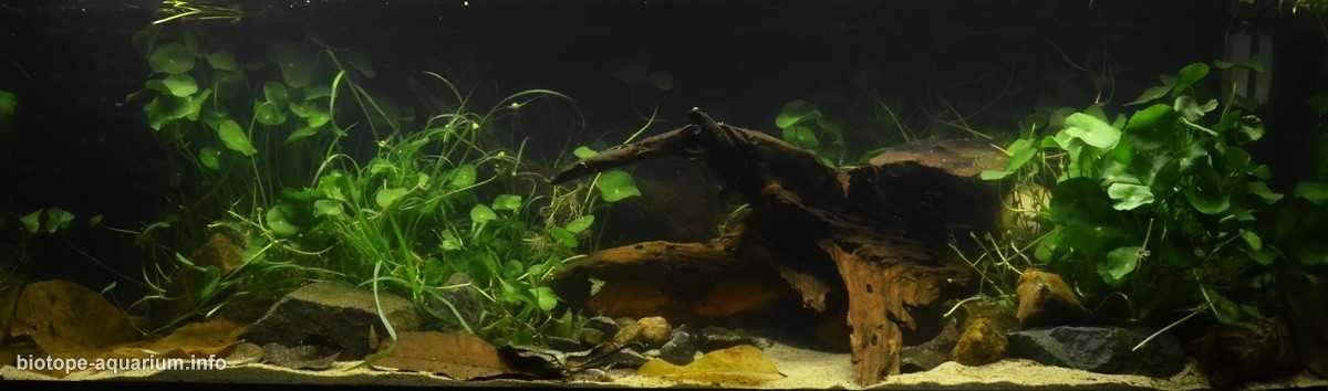 菲律宾巴坦加斯省塔阿尔湖近湾区的浅水域原生缸造景 19年第131名