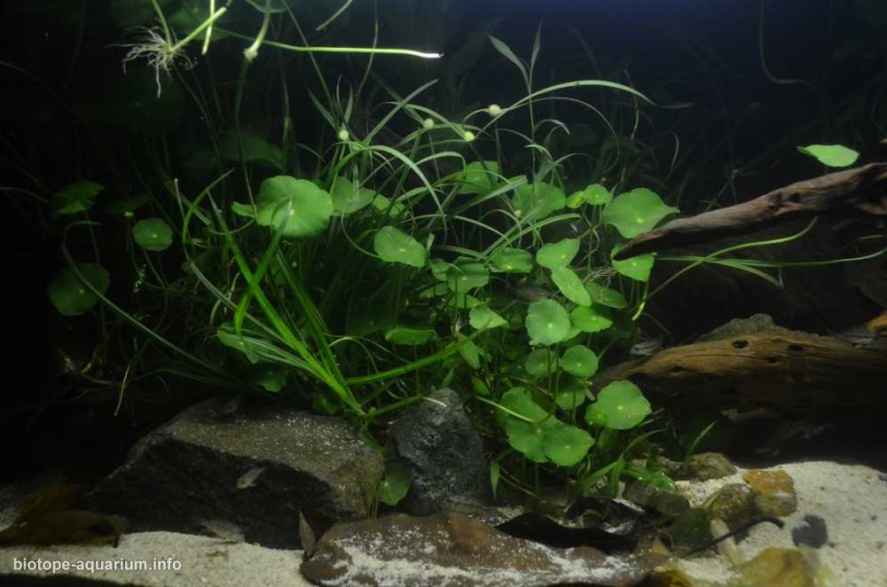 菲律宾巴坦加斯省塔阿尔湖近湾区的浅水域原生缸造景 19年第131名