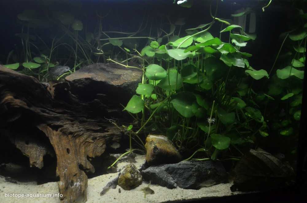 菲律宾巴坦加斯省塔阿尔湖近湾区的浅水域原生缸造景 19年第131名