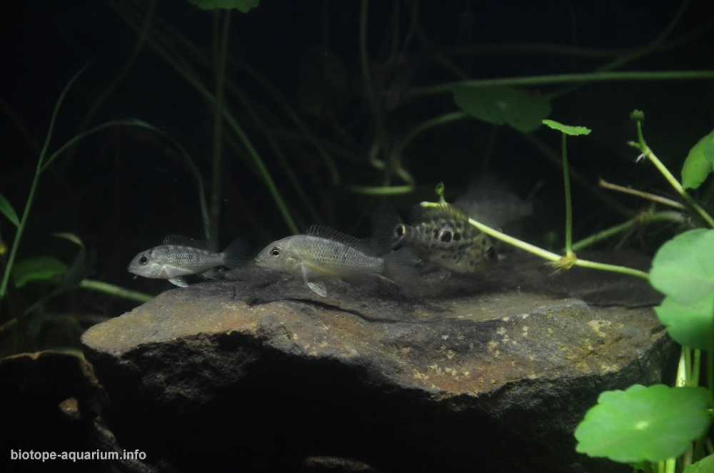 菲律宾巴坦加斯省塔阿尔湖近湾区的浅水域原生缸造景 19年第131名