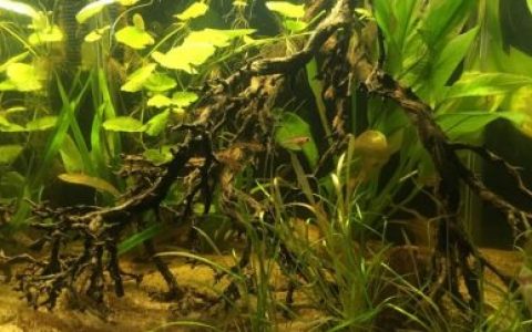 巴西马托格罗索州潘塔纳尔湿地淹没森林原生缸造景 19年第132名