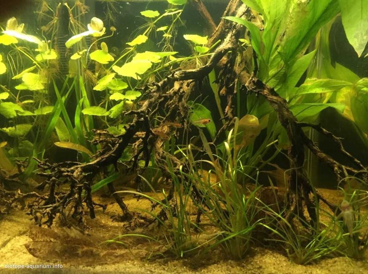 巴西马托格罗索州潘塔纳尔湿地淹没森林原生缸造景 19年第132名
