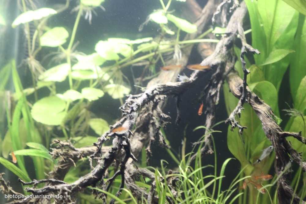 巴西马托格罗索州潘塔纳尔湿地淹没森林原生缸造景 19年第132名