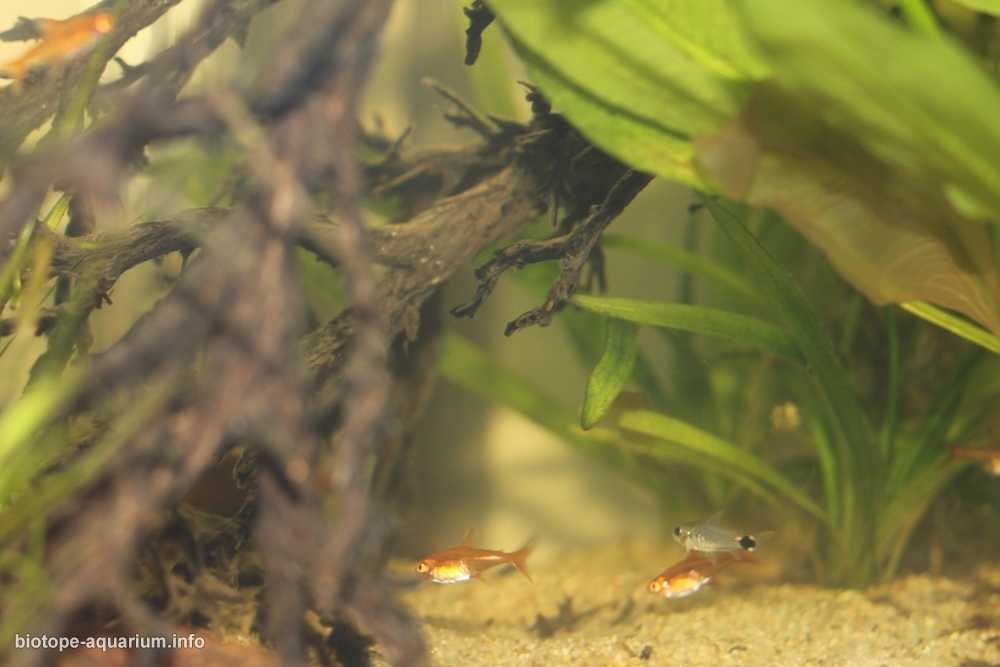 巴西马托格罗索州潘塔纳尔湿地淹没森林原生缸造景 19年第132名