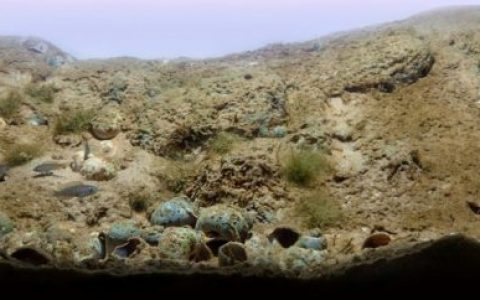 赞比亚坦噶尼喀湖的沙质沉积底区原生缸造景 19年14名