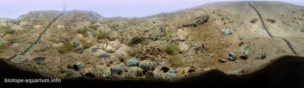 赞比亚坦噶尼喀湖的沙质沉积底区原生缸造景 19年14名