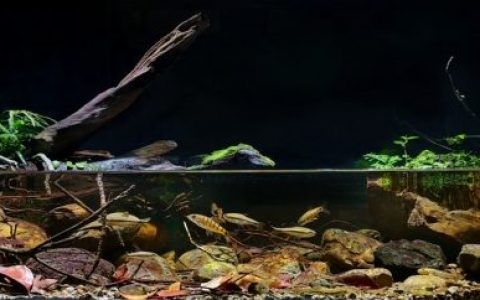 台湾的小里溪小支流原生缸造景 19年15名