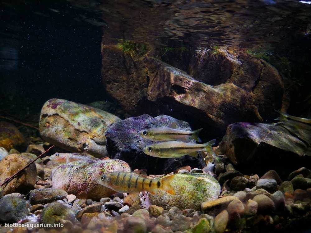 台湾的小里溪小支流原生缸造景 19年15名