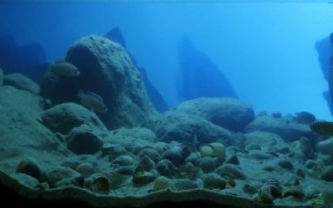 坦桑尼亚坦噶尼喀湖卡博戈角原生缸造景 19年18名