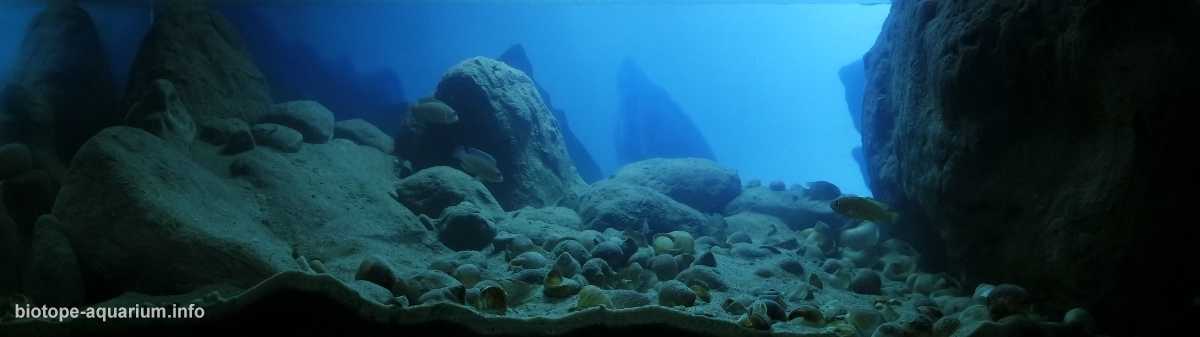 坦桑尼亚坦噶尼喀湖卡博戈角原生缸造景 19年18名