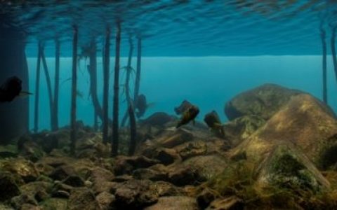 坦桑尼亚基皮利湖畔雨季中的植被覆盖岩石栖息地原生缸造景 19年19名