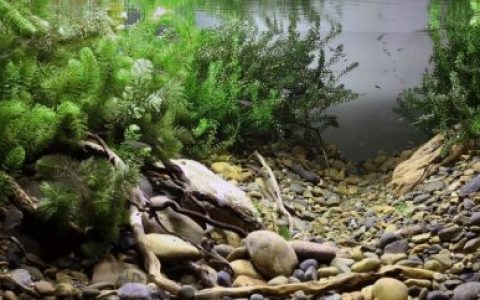 俄罗斯叶尼塞河阿巴坎支流边缘区的浅水地带原生缸造景 19年20名