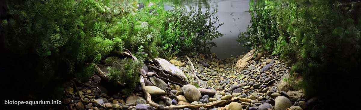 俄罗斯叶尼塞河阿巴坎支流边缘区的浅水地带原生缸造景 19年20名