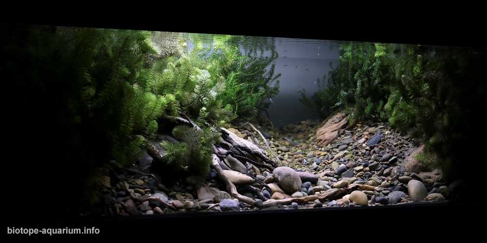 俄罗斯叶尼塞河阿巴坎支流边缘区的浅水地带原生缸造景 19年20名