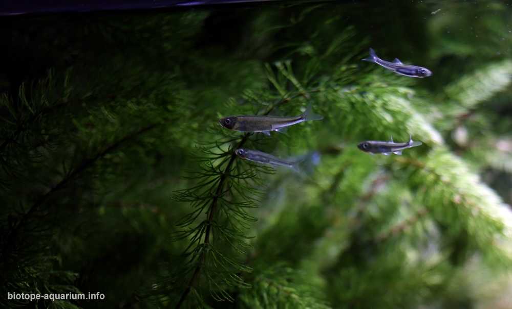俄罗斯叶尼塞河阿巴坎支流边缘区的浅水地带原生缸造景 19年20名