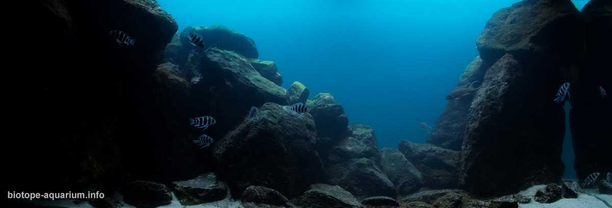 坦桑尼亚坦噶尼喀湖沉积岩栖息地原生缸造景 19年21名