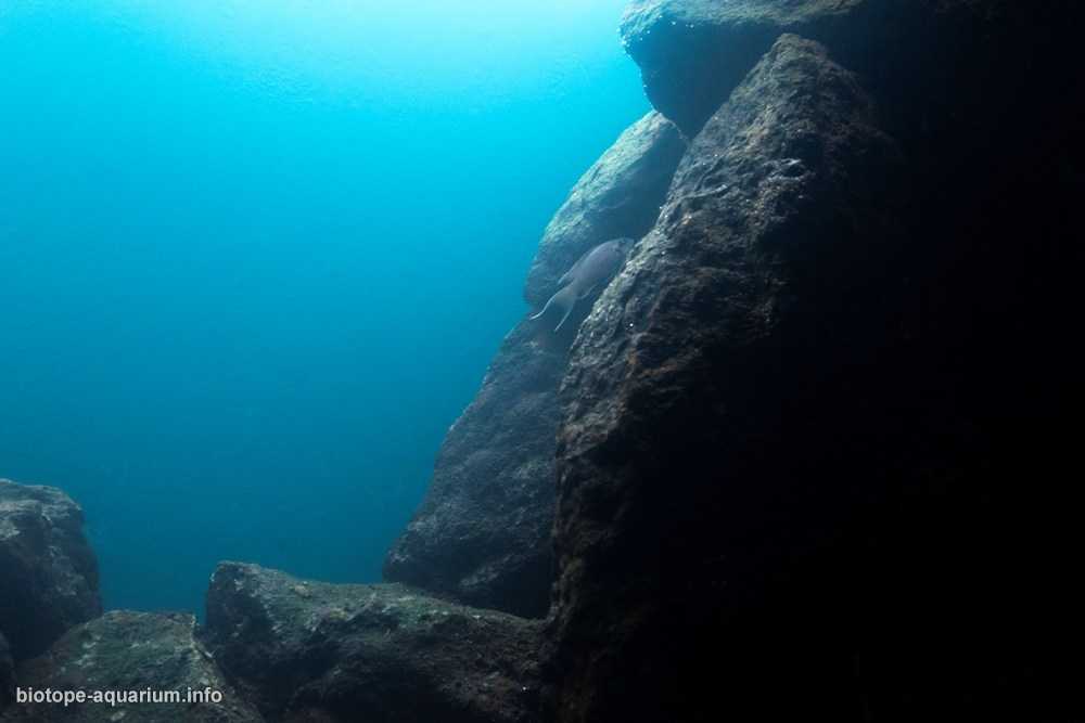 坦桑尼亚坦噶尼喀湖沉积岩栖息地原生缸造景 19年21名