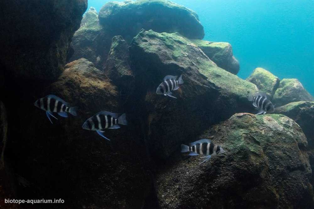 坦桑尼亚坦噶尼喀湖沉积岩栖息地原生缸造景 19年21名