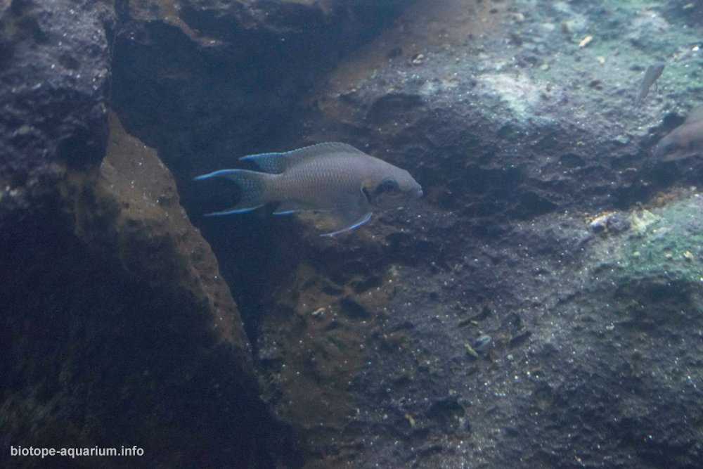 坦桑尼亚坦噶尼喀湖沉积岩栖息地原生缸造景 19年21名