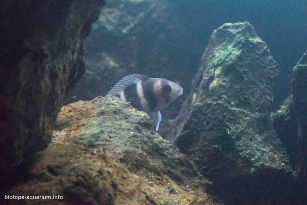 坦桑尼亚坦噶尼喀湖沉积岩栖息地原生缸造景 19年21名