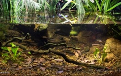 澳大利亚楚瓦尔布里斯班河潮汐淡水段原生缸造景 19年24名