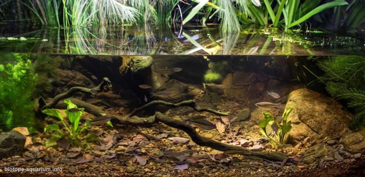 澳大利亚楚瓦尔布里斯班河潮汐淡水段原生缸造景 19年24名