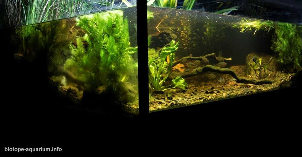 澳大利亚楚瓦尔布里斯班河潮汐淡水段原生缸造景 19年24名