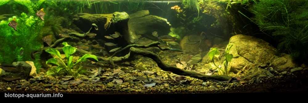 澳大利亚楚瓦尔布里斯班河潮汐淡水段原生缸造景 19年24名