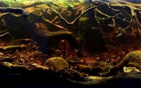 玻利维亚帕拉瓜河小支流原生缸造景 19年26名