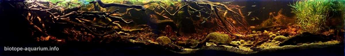 玻利维亚帕拉瓜河小支流原生缸造景 19年26名