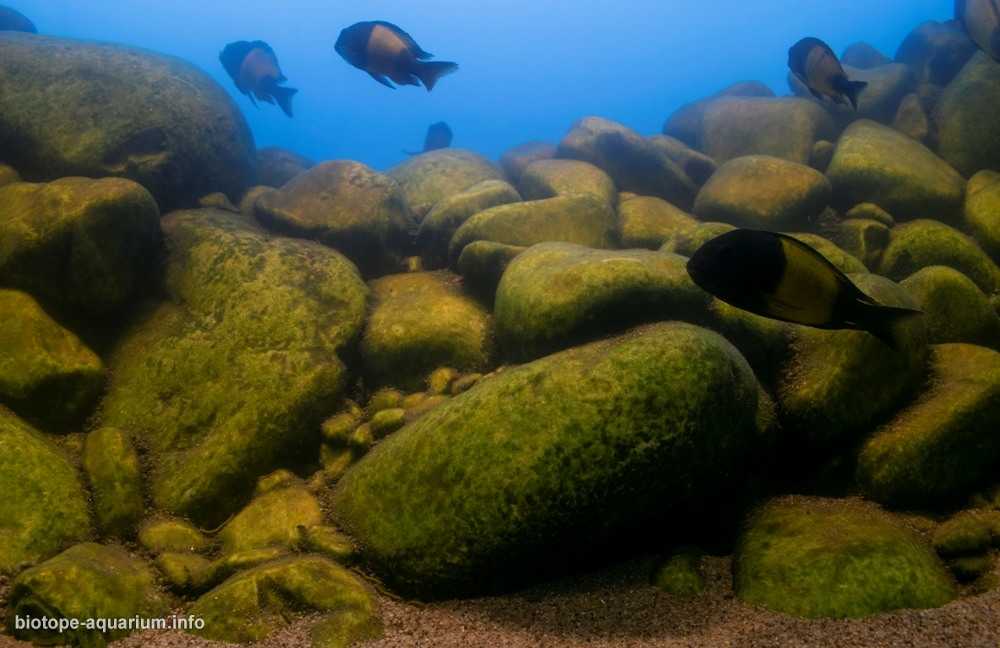 坦噶尼喀湖伊科拉沿岸岩石浅水慈鲷栖息地 原生缸造景19年27名