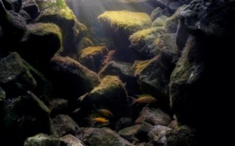 坦桑尼亚坦噶尼喀湖岩石栖息地原生缸造景19年28名