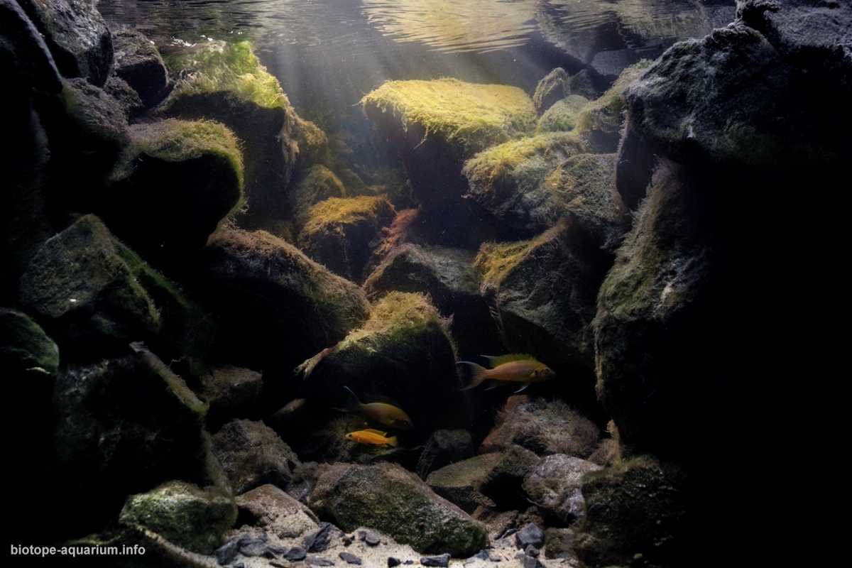 坦桑尼亚坦噶尼喀湖岩石栖息地原生缸造景19年28名