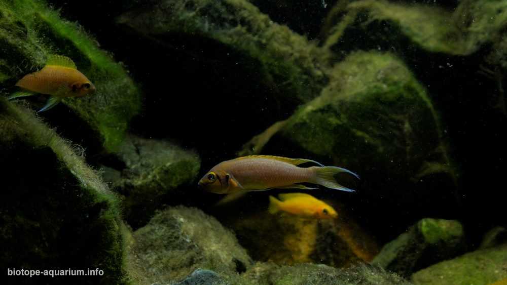 坦桑尼亚坦噶尼喀湖岩石栖息地原生缸造景19年28名