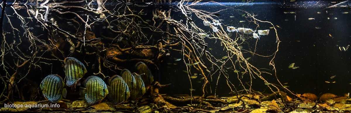 巴西帕拉州库鲁艾大湖原生缸造景