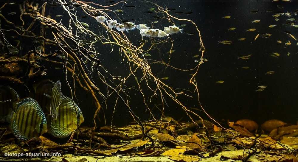 巴西帕拉州库鲁艾大湖原生缸造景