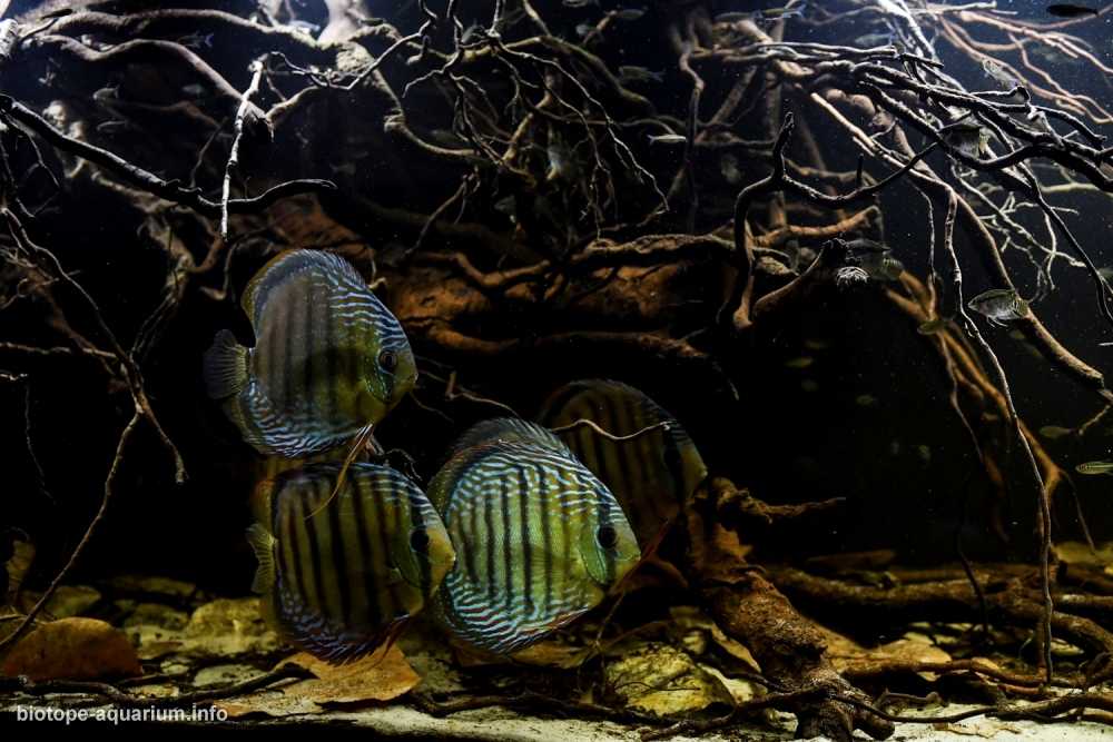 巴西帕拉州库鲁艾大湖原生缸造景