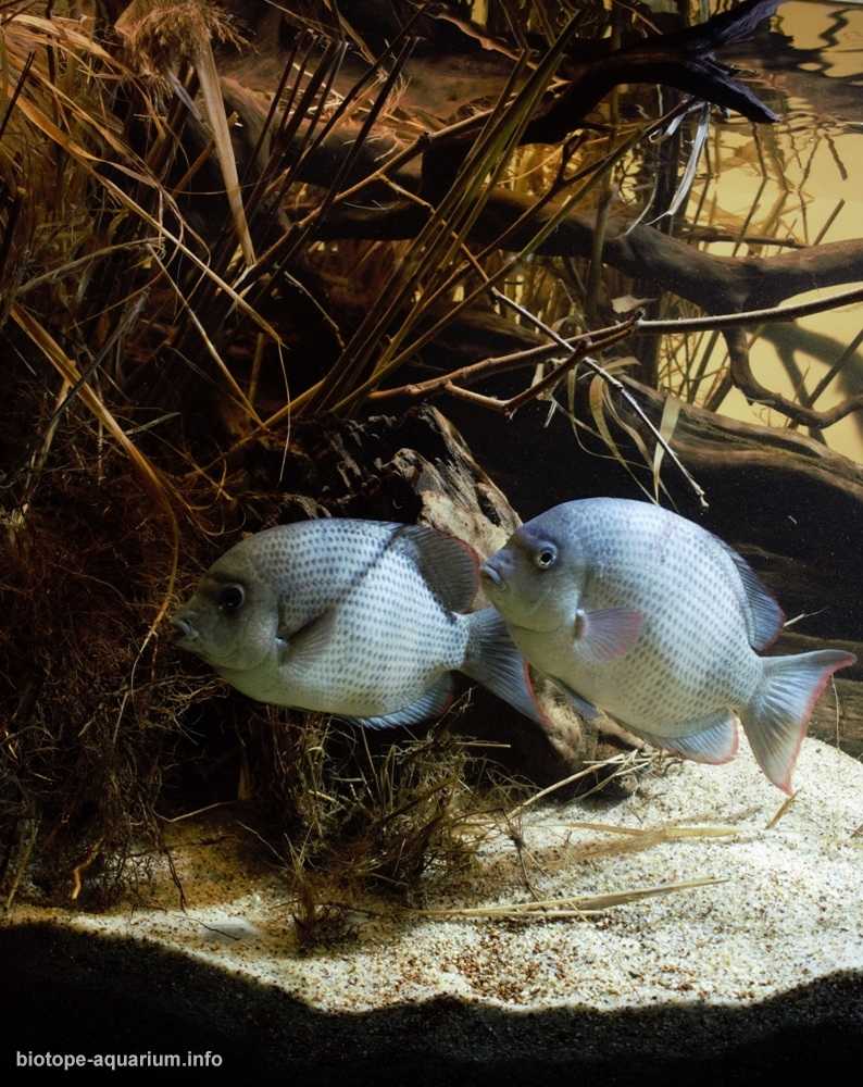 马达加斯加特塞尼湖西岸原生缸造景 19年32名