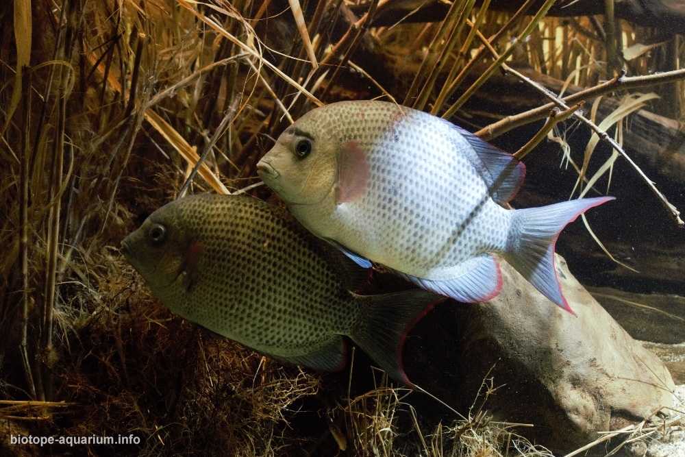 马达加斯加特塞尼湖西岸原生缸造景 19年32名