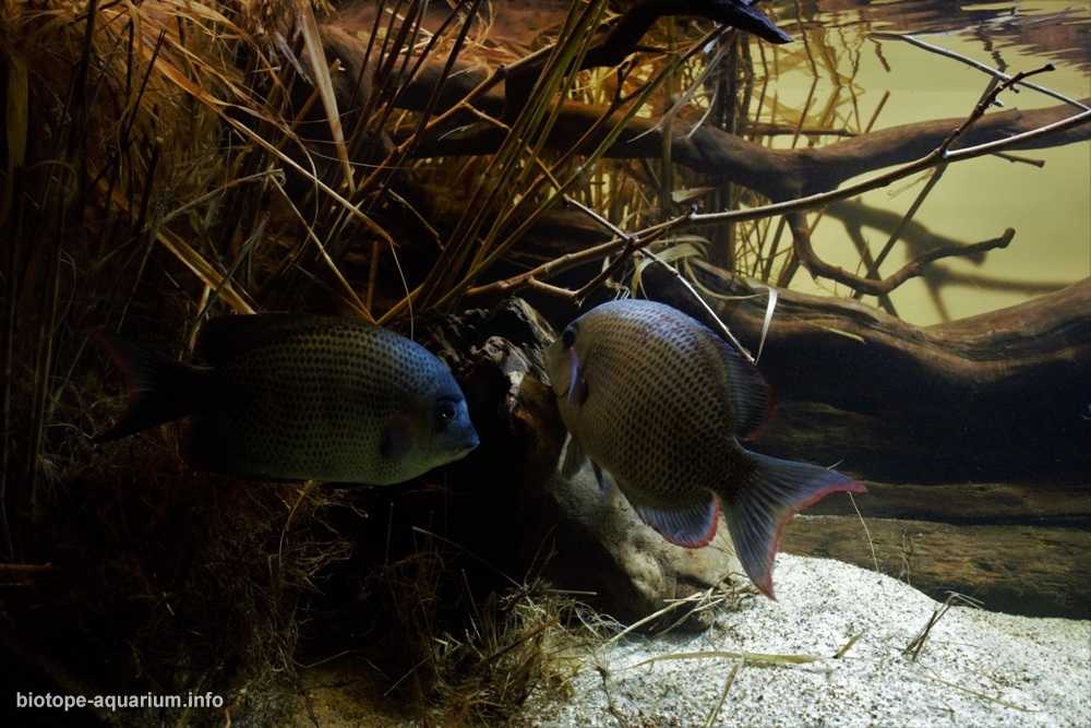 马达加斯加特塞尼湖西岸原生缸造景 19年32名