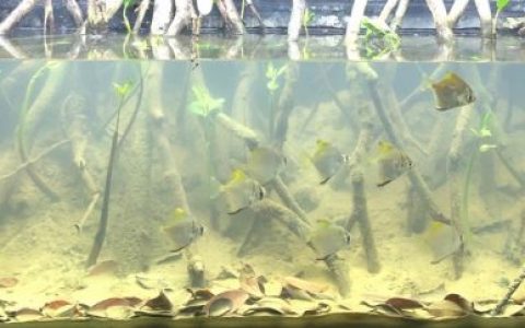 台湾新北市淡水区淡水河流域下游原生缸造景 19年34名