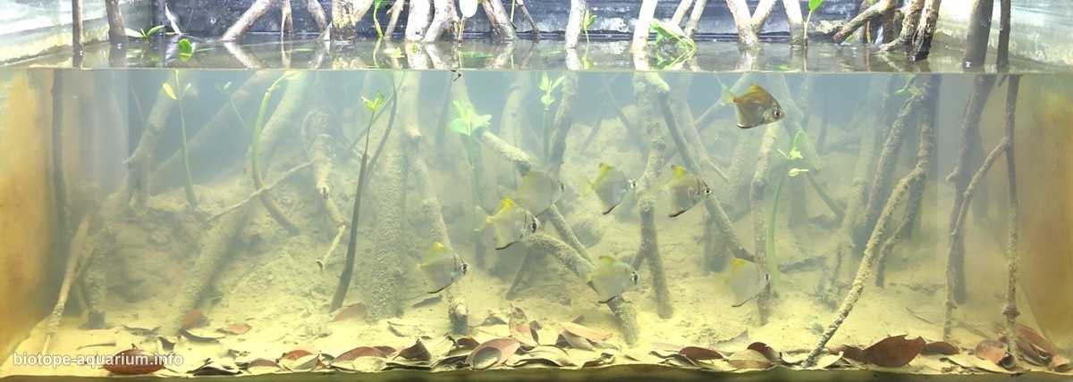 台湾新北市淡水区淡水河流域下游原生缸造景 19年34名