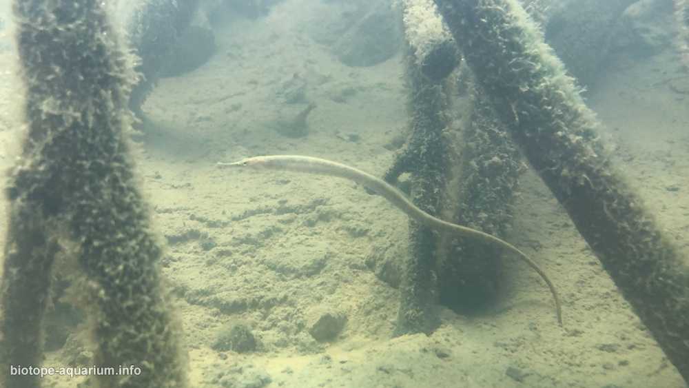 台湾新北市淡水区淡水河流域下游原生缸造景 19年34名