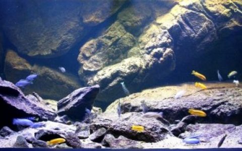 马拉维戈梅的岩石海岸原生缸造景 19年35名