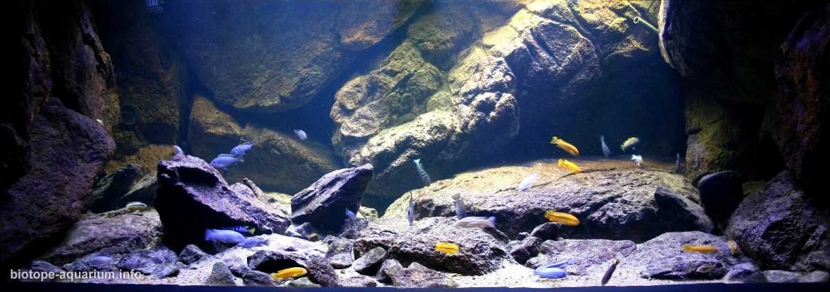 马拉维戈梅的岩石海岸原生缸造景 19年35名