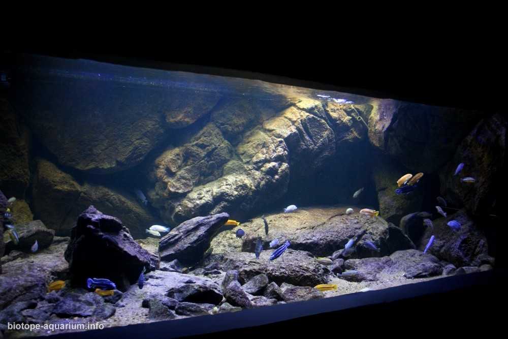 马拉维戈梅的岩石海岸原生缸造景 19年35名